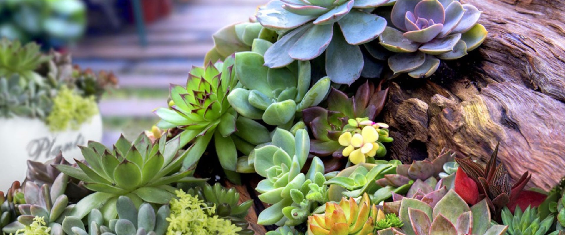 How to Create a Stunning Succulent Garden for Your Outdoor Space