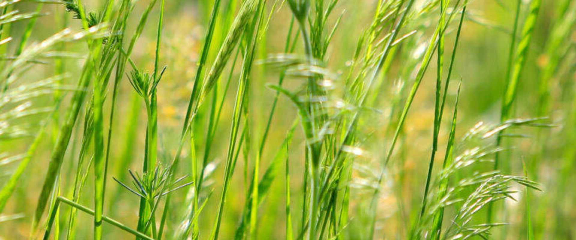 All You Need to Know about Cool-Season Grasses