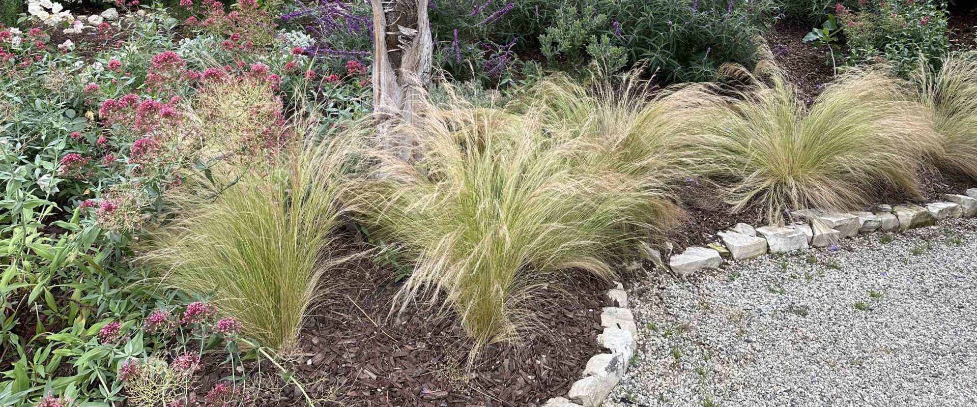 Drought-Resistant Grasses: Enhancing Your Outdoor Living Space
