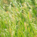 All You Need to Know about Cool-Season Grasses