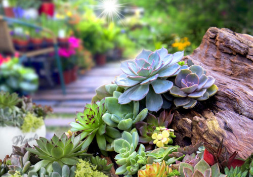 How to Create a Stunning Succulent Garden for Your Outdoor Space